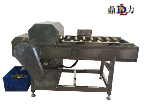糯玉米切段機(jī)廠家